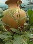 Tinonee-orchids-II 017